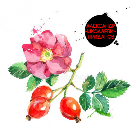 depositphotos-80583862-stock-illustration-hand-drawn-watercolor-painting-rosehips